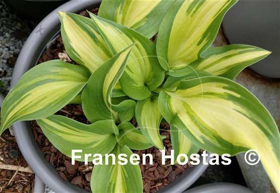 Hosta Touch of Flame